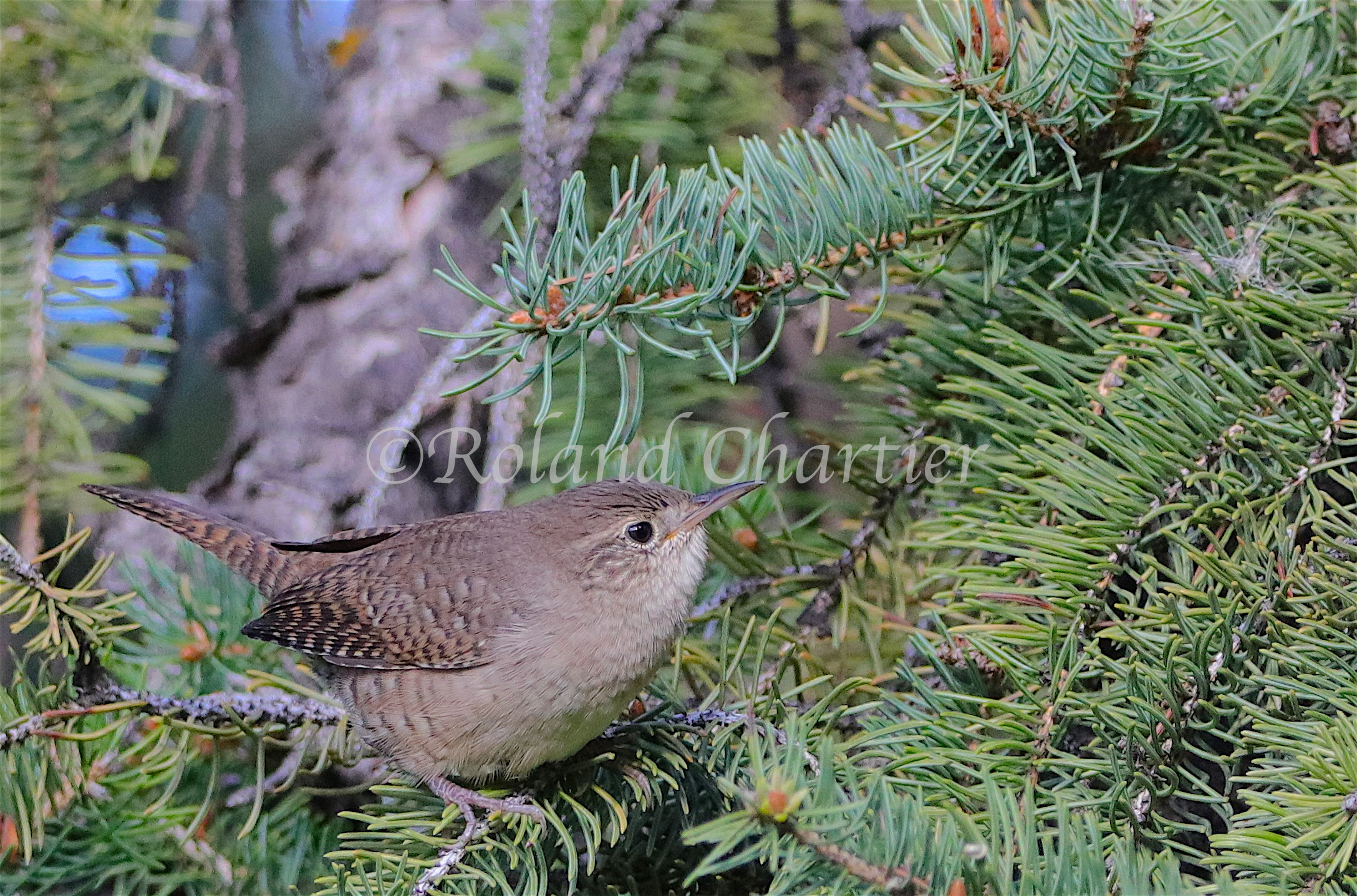 House Wren perched on a pine tree branch.